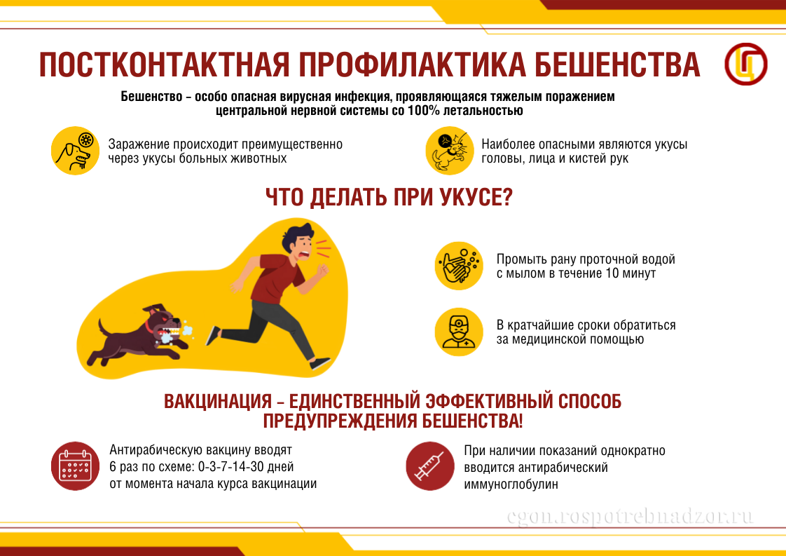Профилактика бешенства